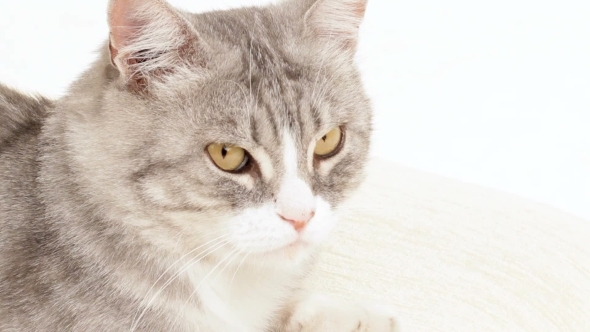 Gray Cat Stares Around alt