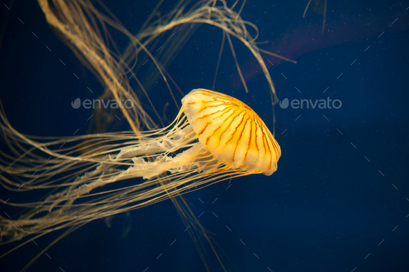 Japanese sea nettle jellyfish Stock Photo by wollwerth | PhotoDune