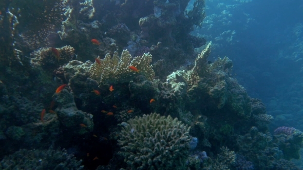Underwater Scene Of Huge Coral Reef And Fish alt