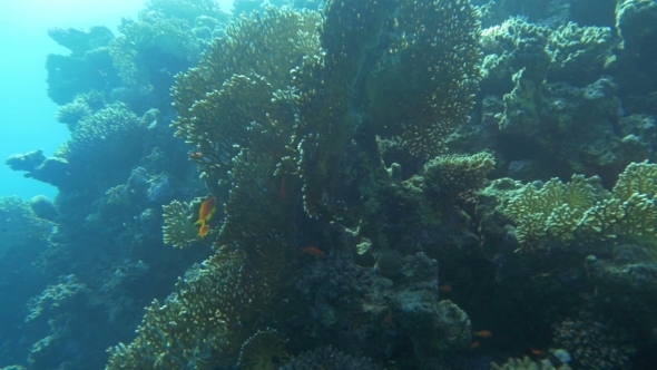 Sun-Drenched Coral Reef alt