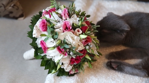 Cat Sniffing Weddibg Bouquet alt