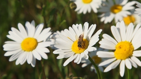 One Bee Collecting Nectar From Chamomile