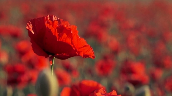 Beautiful Field Poppy Swaying On Breeze