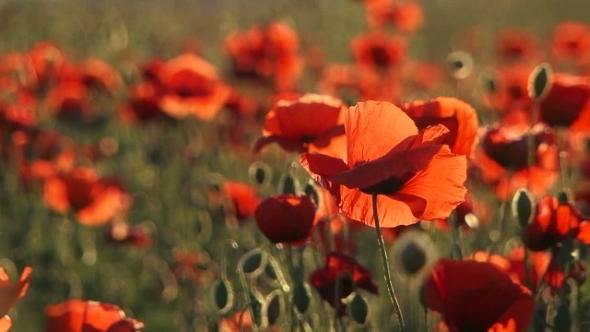 Beautiful Field Poppies Swaying On Breeze