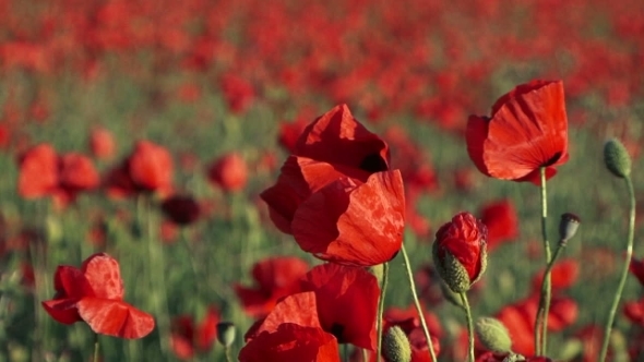 Field Poppies Swaying On Breeze