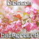 Blossom - VideoHive Item for Sale