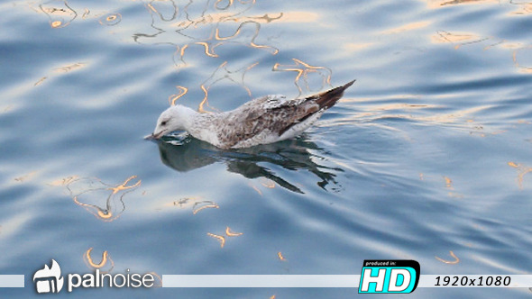 Bird Seagull Swimming in Water