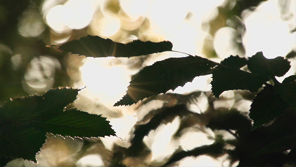 Green Leaves and Sunlight