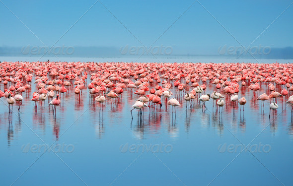 flocks of flamingo - Stock Photo - Images