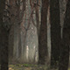 Pine Forest with the Haze - VideoHive Item for Sale