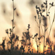 Bushes in Sunset - VideoHive Item for Sale