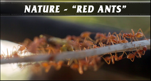 Nature - Red Ants