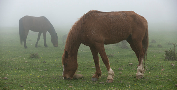 Horses Grazing in a Meadow in Heavy Fog
