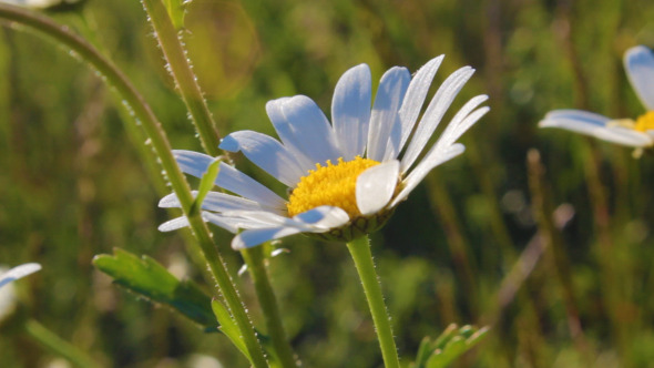 Daisy in the Sun Daisy in the Sun