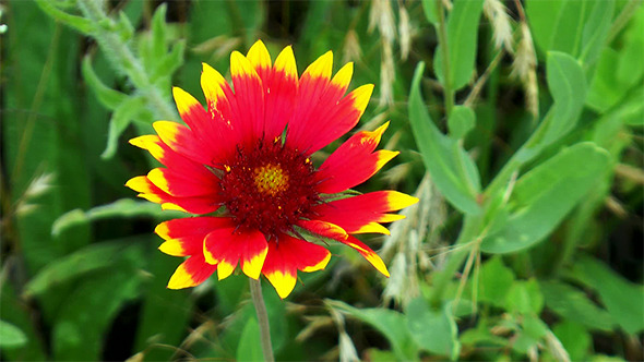 Echinacea Flower Echinacea Flower