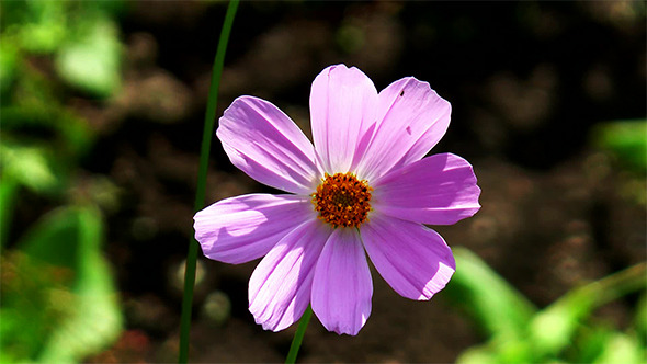 Lilac Flower Lilac Flower