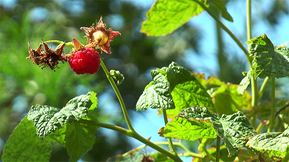 Raspberry Hangs on the Branch Raspberry Hangs on the Branch