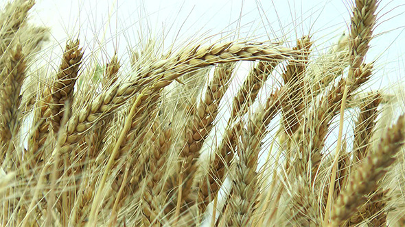 In the Field Ripe Ears of Barley In the Field Ripe Ears of Barley