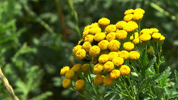 Tansy Flowers in the Wind Tansy Flowers in the Wind