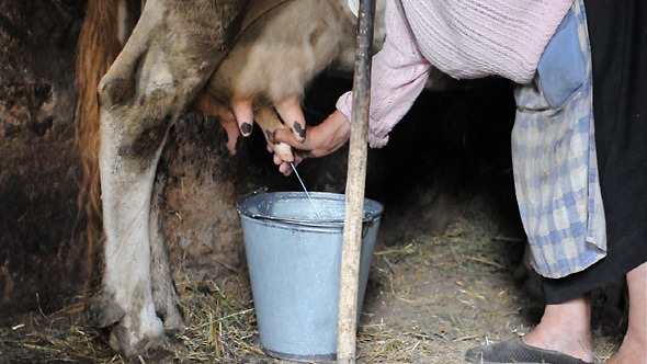 Woman Milking a Cow with Hands