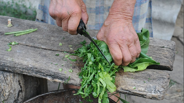 Old Woman Cutting Beet Leaves