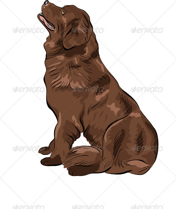 Vector Color Sketch Dog Newfoundland breed - Animals Characters
