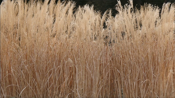 Brown Tall Grasses on the River in London