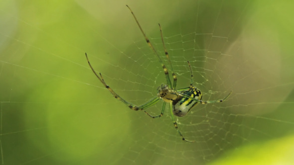 Spider on Spider Web Spider on Spider Web