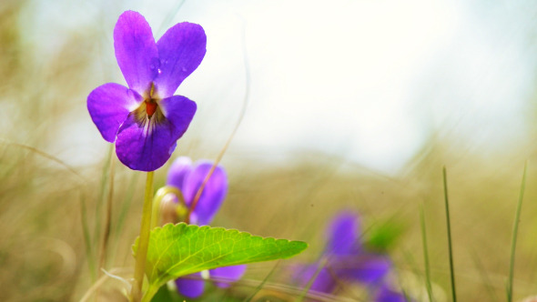 Viola Odorata Bloom