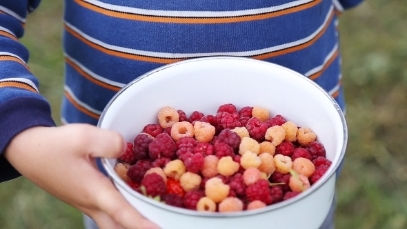 Boy Eating Fresh Berries Boy Eating Fresh Berries