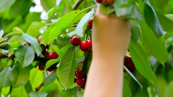 Hand Picking Fresh Delicious Cherry