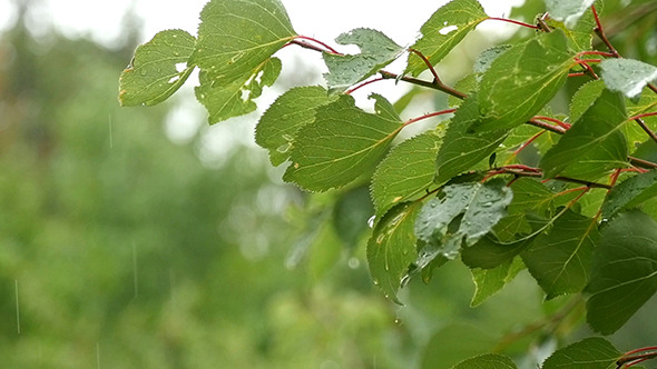 Water Drops On Fresh Green Leaves Water Drops On Fresh Green Leaves