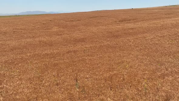 Ears Of Yellowed Wheat In Wheat Field
