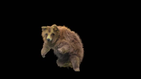 168 Bear Sword And Shield Attack HD alt