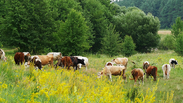 Cows Grazing On Green Summer Meadow Cows Grazing On Green Summer Meadow