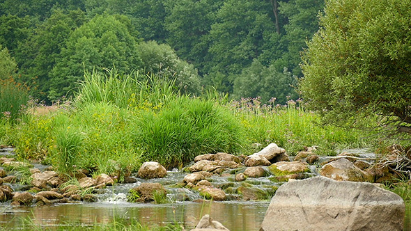 Landscape Of The River With Stones And Plants Landscape Of The River With Stones And Plants
