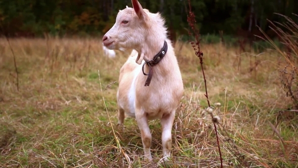 Goats Are Grazed On a Meadow In The Fall Goats Are Grazed On a Meadow In The Fall