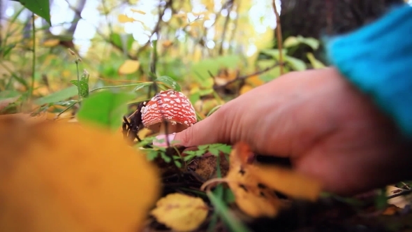 Hand Picks Amanita Mushroom In The Forest Hand Picks Amanita Mushroom In The Forest