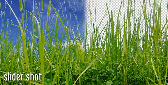Grass And Transparent Background alt