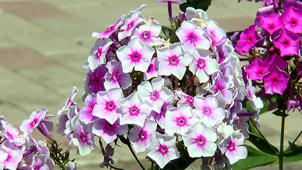Lush and Tender Phlox alt