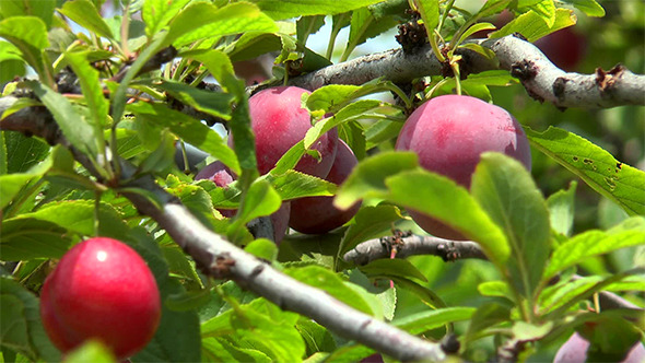 Ripe Plums on a Branch Among Leaves Ripe Plums on a Branch Among Leaves