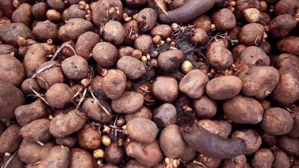 Compost Pile Of Rotting Potatoes Compost Pile Of Rotting Potatoes
