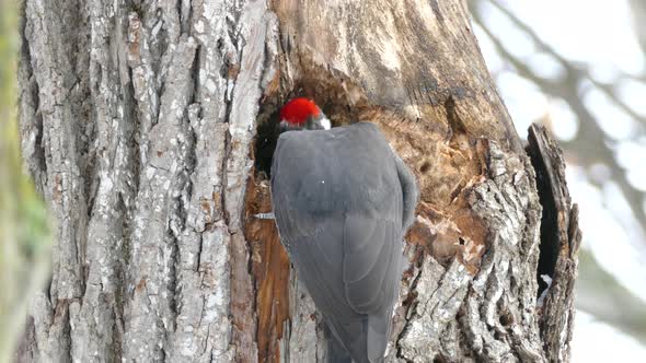 Back view of pileated woodpecker using powerful bill to dig big hole in tree alt