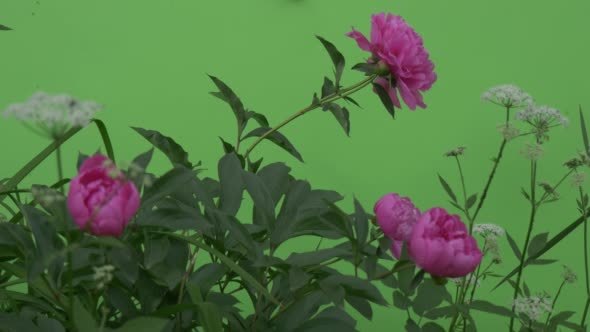 Wavering Flowers, Peonies And Milfoils, Brignt alt