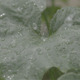 Water Drops Leaves - VideoHive Item for Sale
