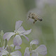 Bee On Flowers - VideoHive Item for Sale