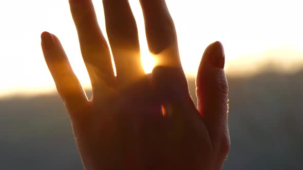 The Rays of the Sun at Sunset Shine Through the Fingers of the Girl's Palm