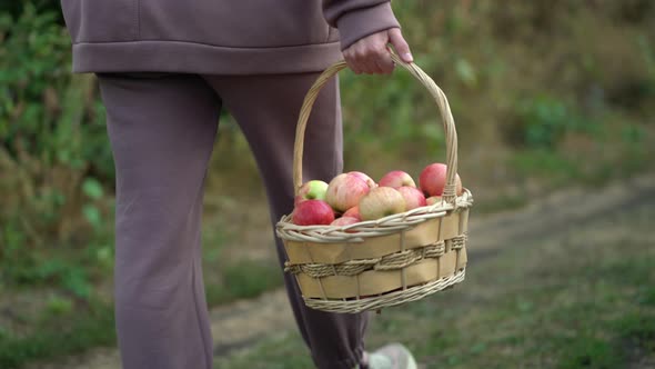 A Woman Carries a Straw Basket Full of Ripe Apples After the Harvest alt