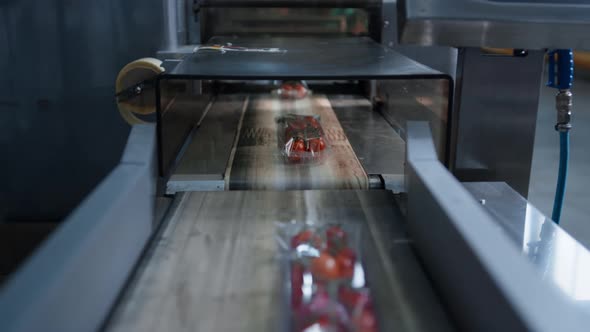 Tomato Production Conveyor Belt Moving Packs in Industrial Agriculture Factory alt