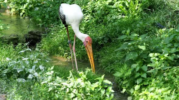 Painted stork (Mycteria leucocephala) catch the fish. Painted stork (Mycteria leucocephala)